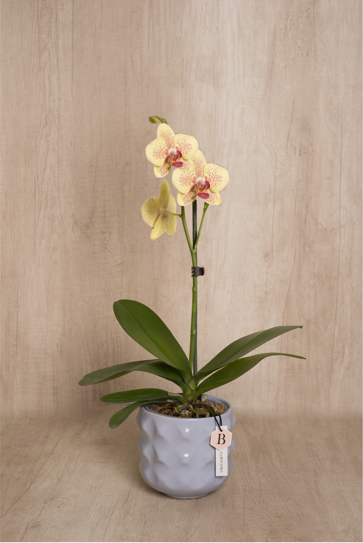 Sianna lila con Orquídea