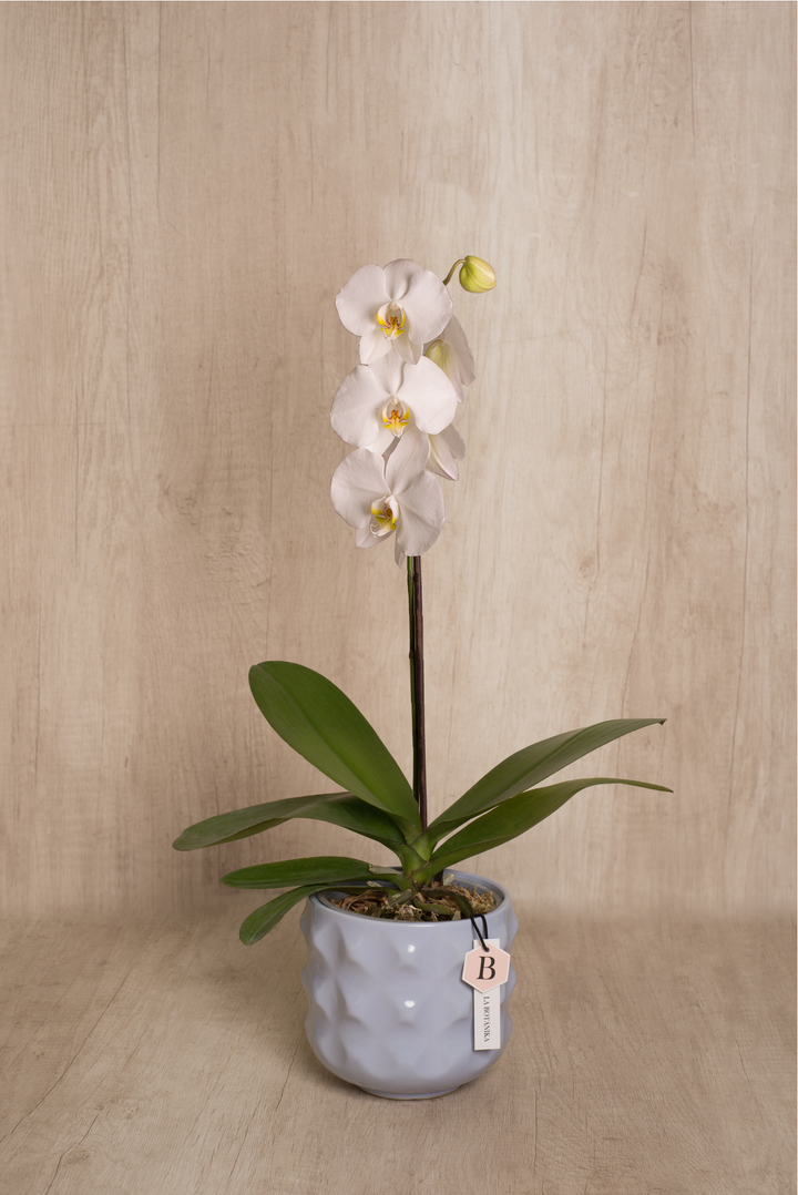 Sianna lila con Orquídea