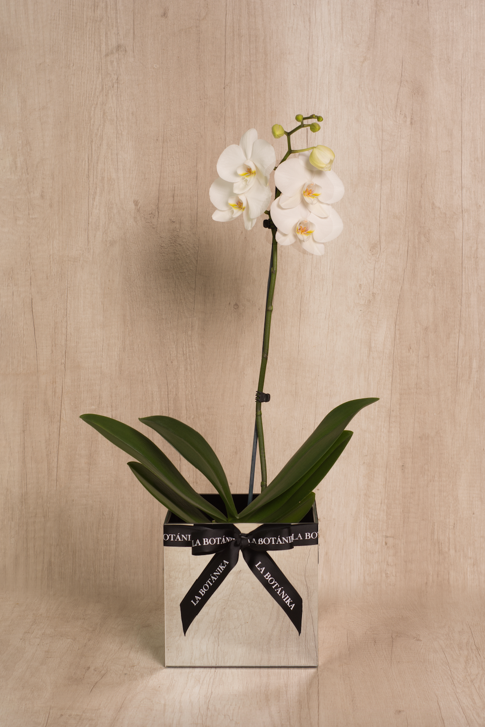 Mirror Box con Orquídea blanca