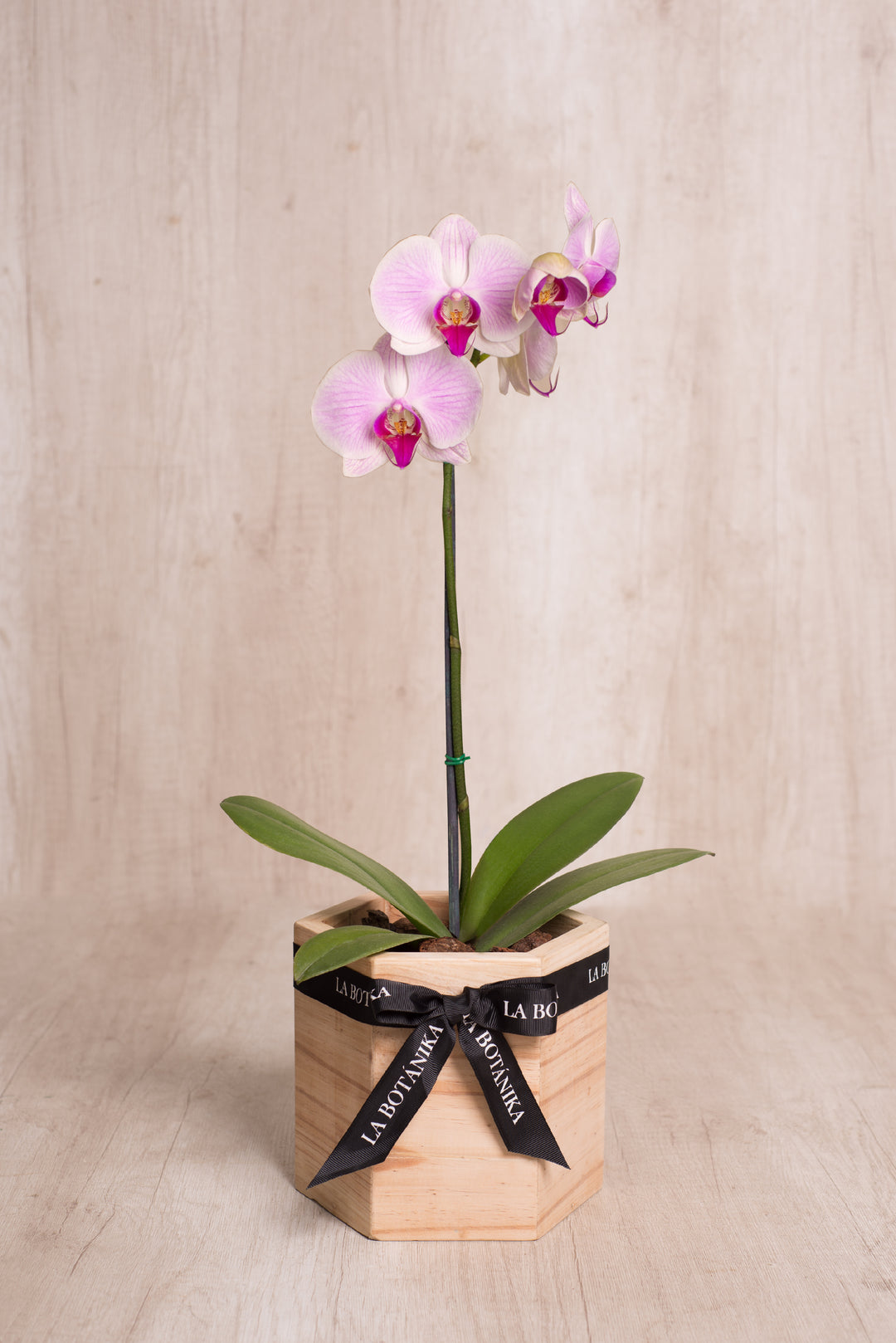 Wood Box hexagonal con Orquídea