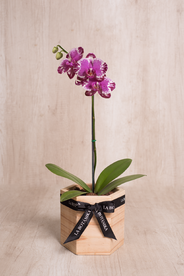 Wood Box hexagonal con Orquídea - sameday