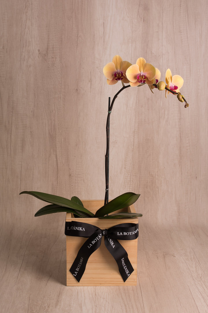 Wood Box con Orquídea