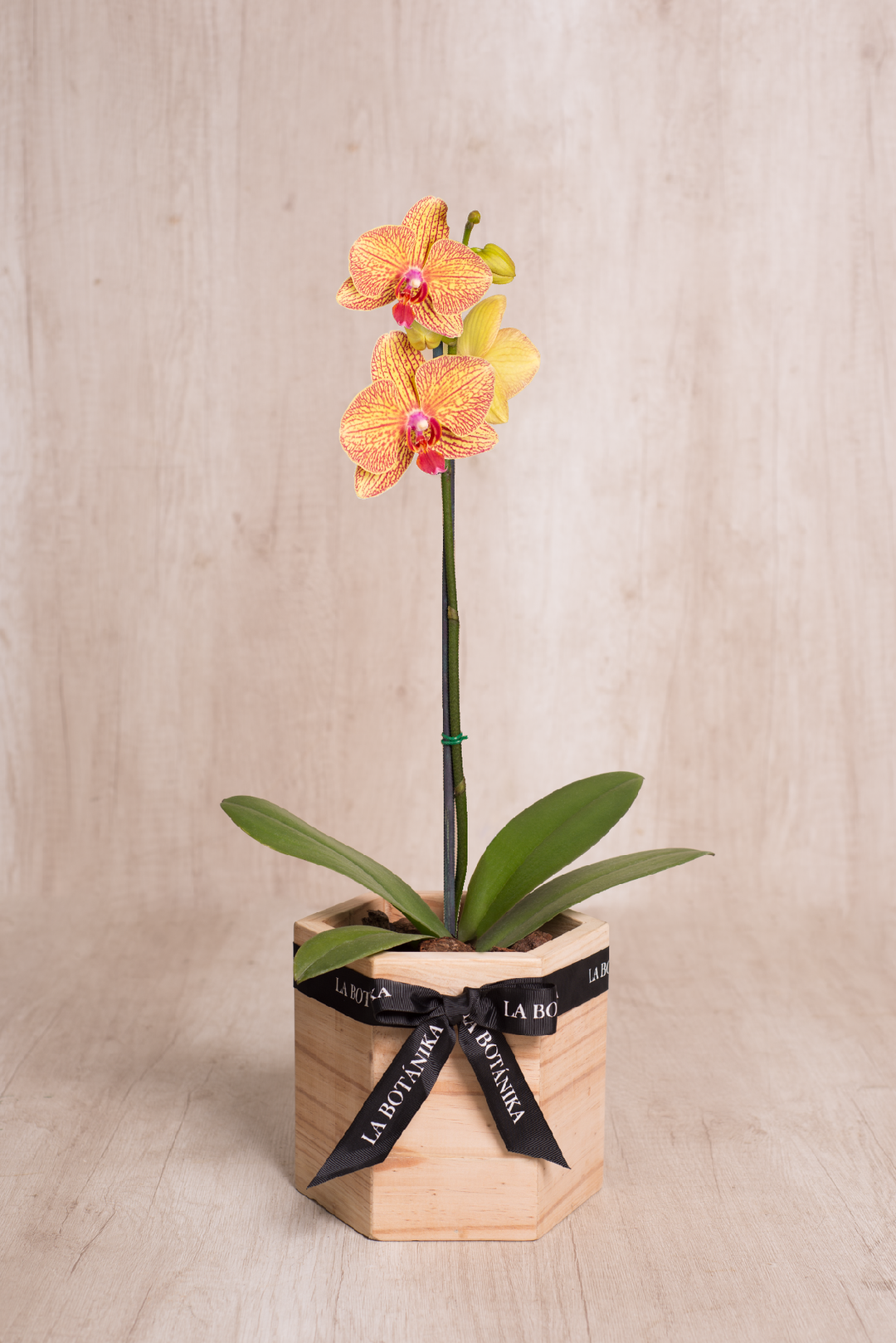 Wood Box hexagonal con Orquídea
